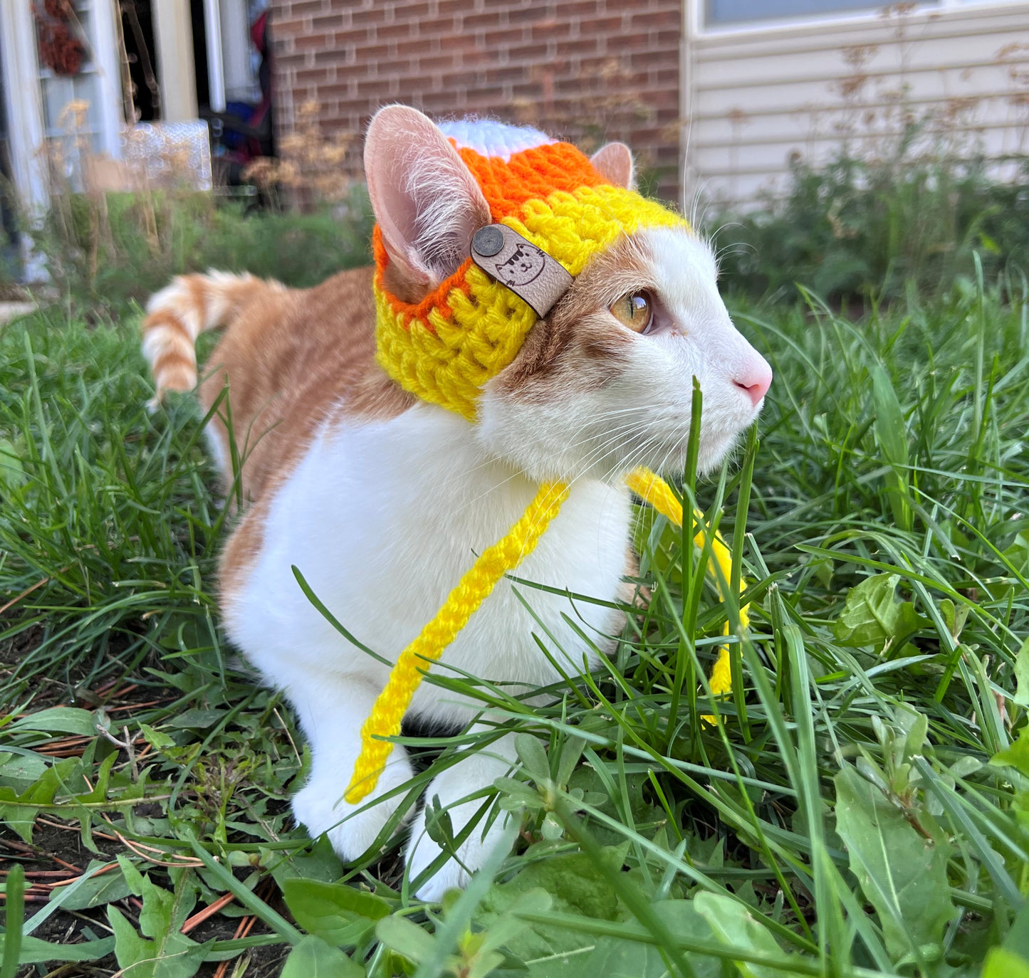 Catty Corn