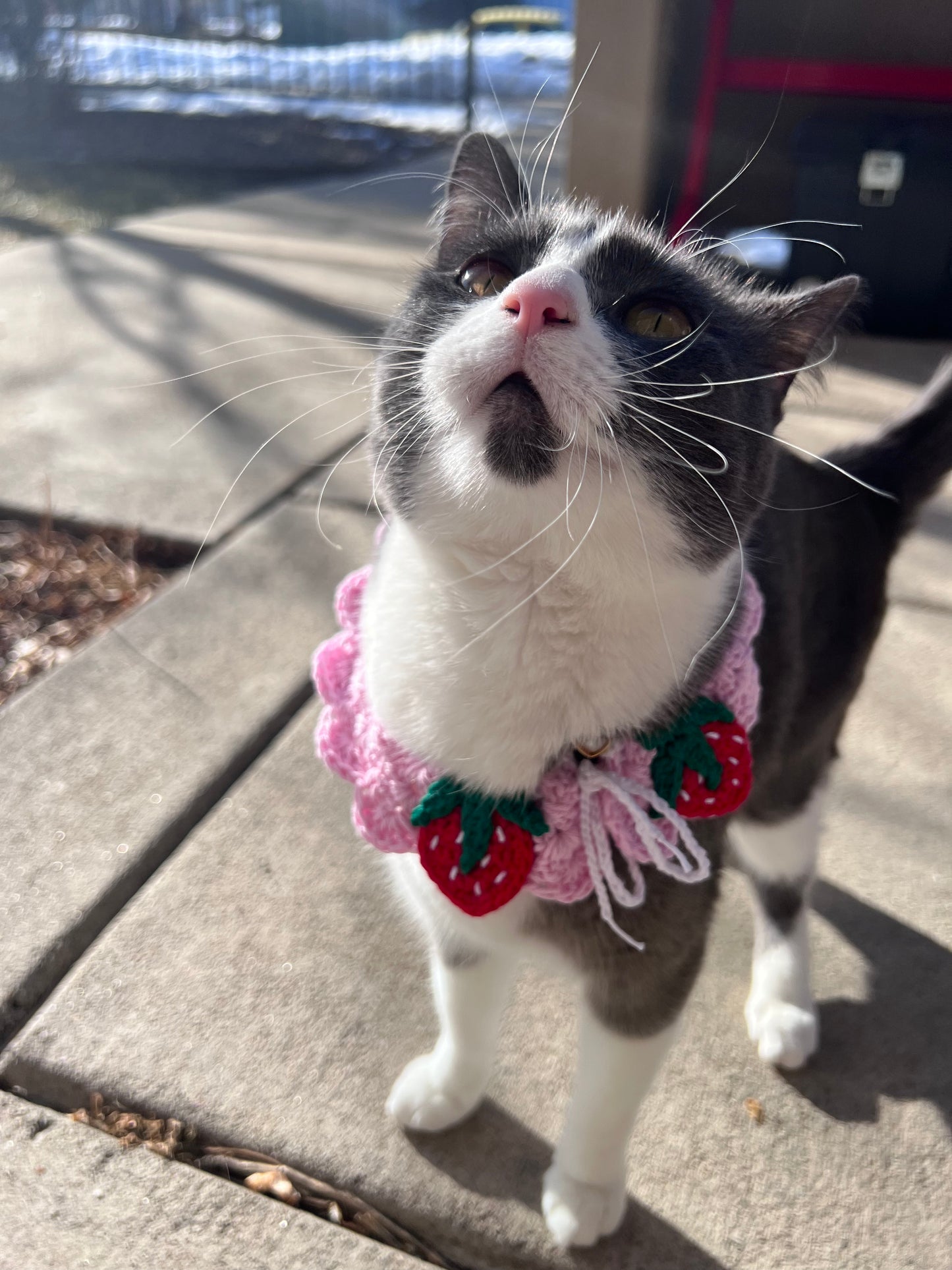 Strawberry Collar